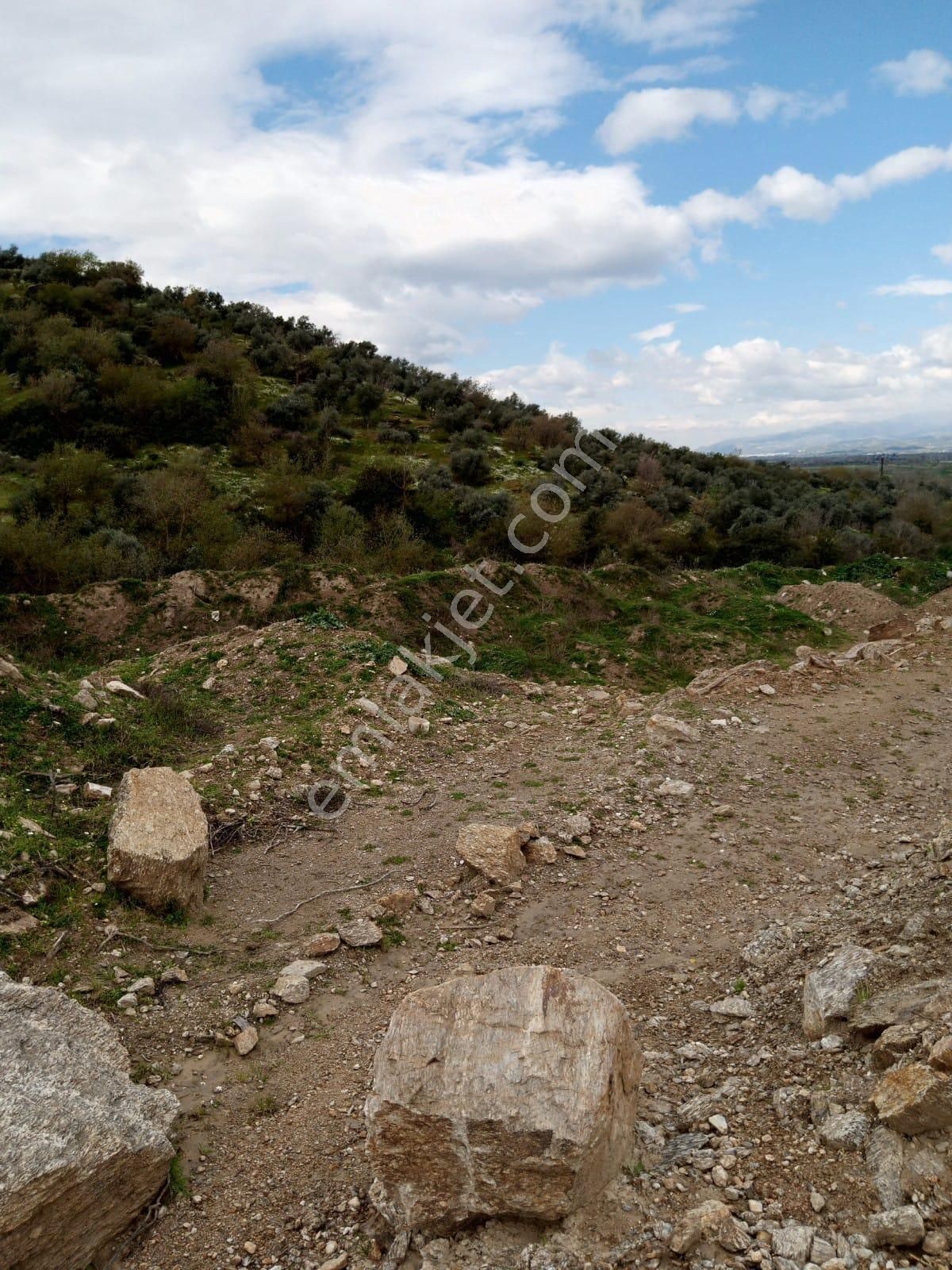 Aydın Yenipazar Donduranda Satılık Zeytinlik - Görsel 18