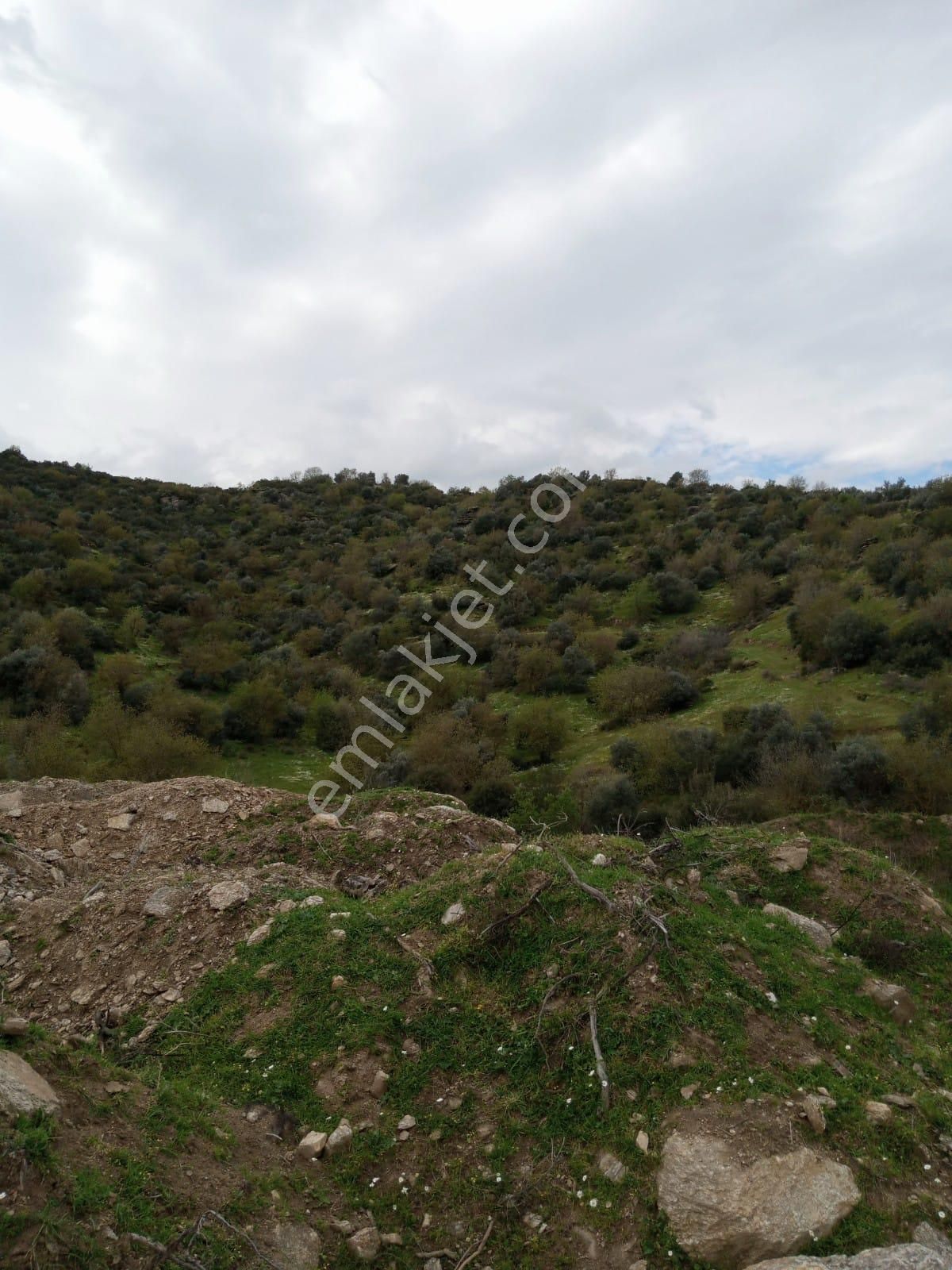 Aydın Yenipazar Donduranda Satılık Zeytinlik - Görsel 15