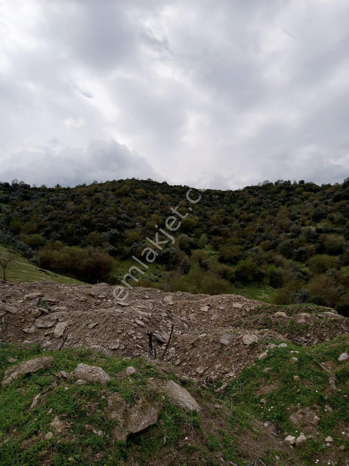 Aydın Yenipazar Donduranda Satılık Zeytinlik - Görsel 16