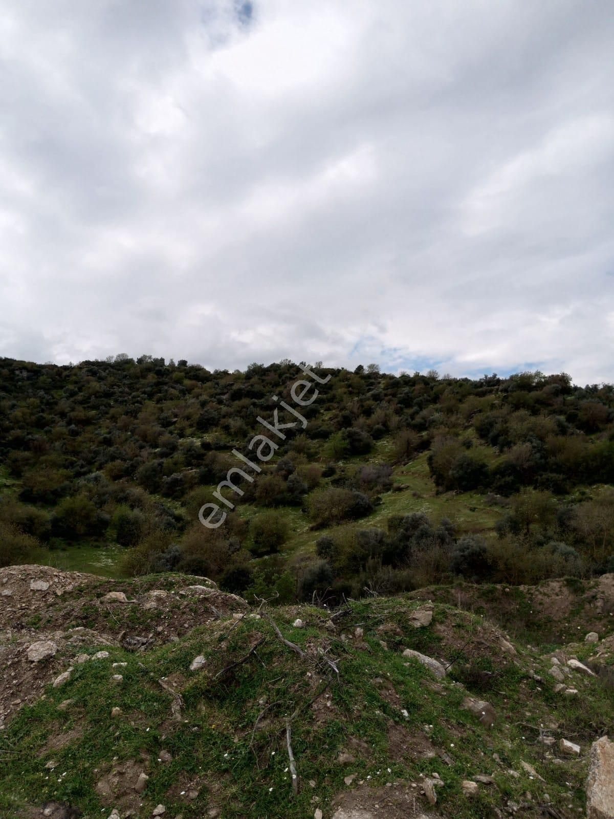 Aydın Yenipazar Donduranda Satılık Zeytinlik - Görsel 12