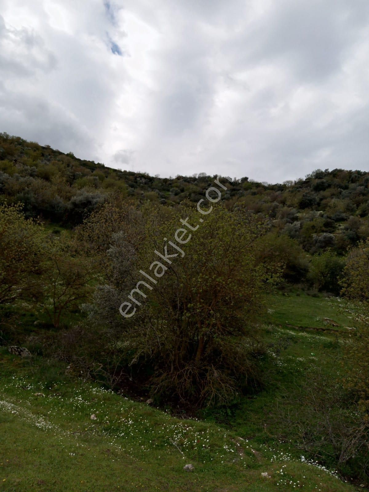 Aydın Yenipazar Donduranda Satılık Zeytinlik - Görsel 9