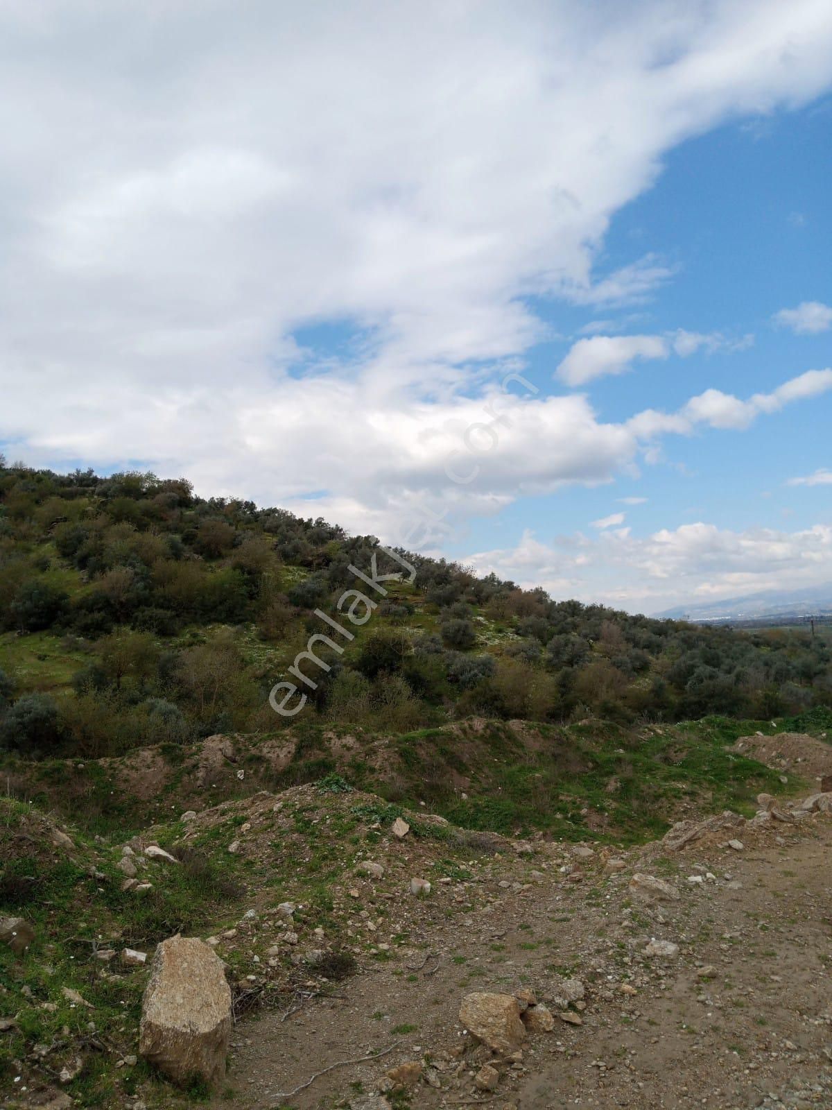 Aydın Yenipazar Donduranda Satılık Zeytinlik - Görsel 14