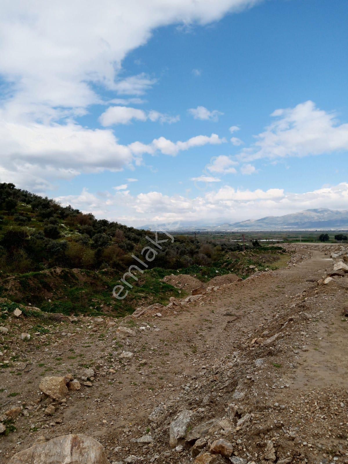 Aydın Yenipazar Donduranda Satılık Zeytinlik - Görsel 20