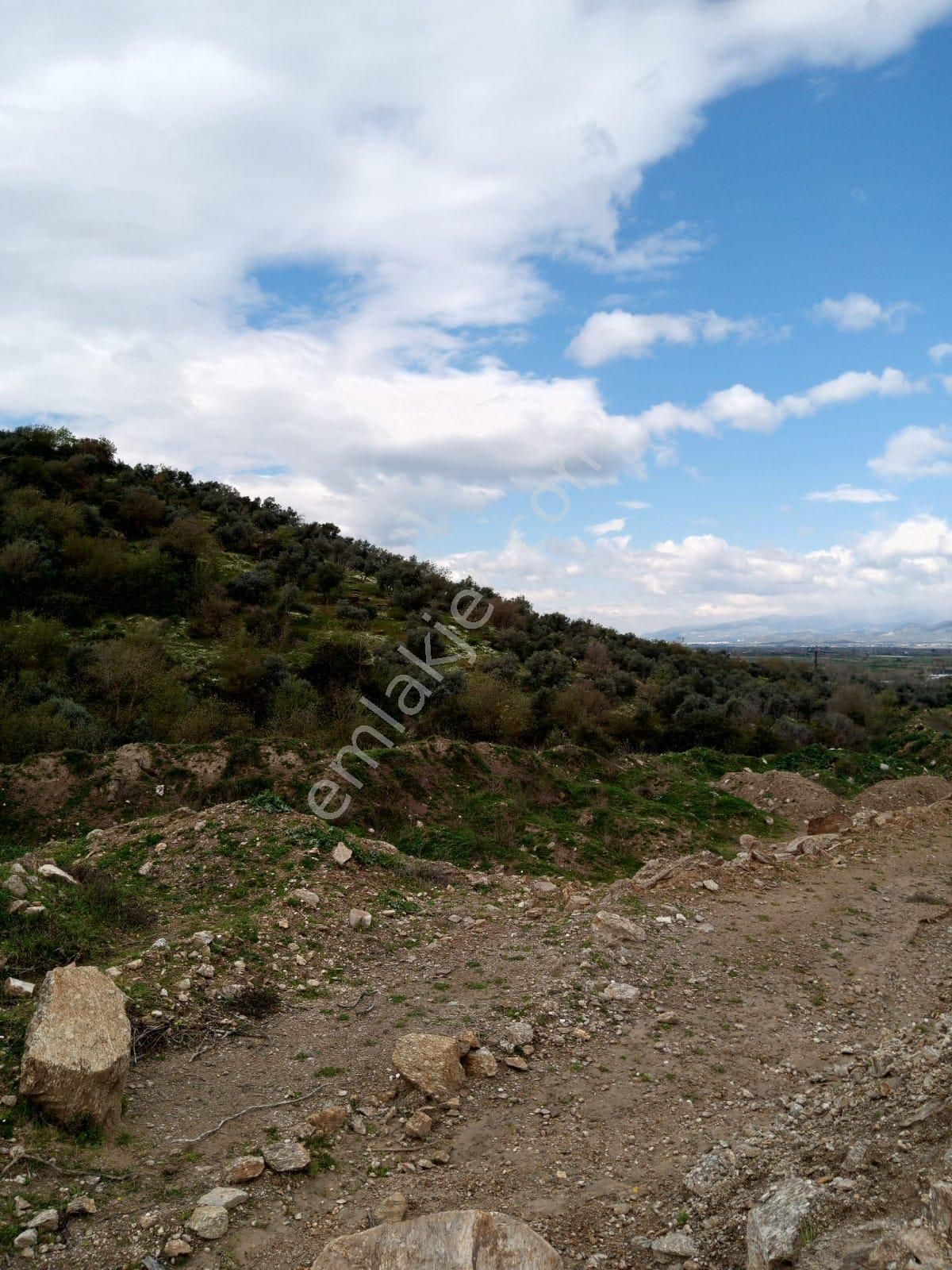 Aydın Yenipazar Donduranda Satılık Zeytinlik - Görsel 11