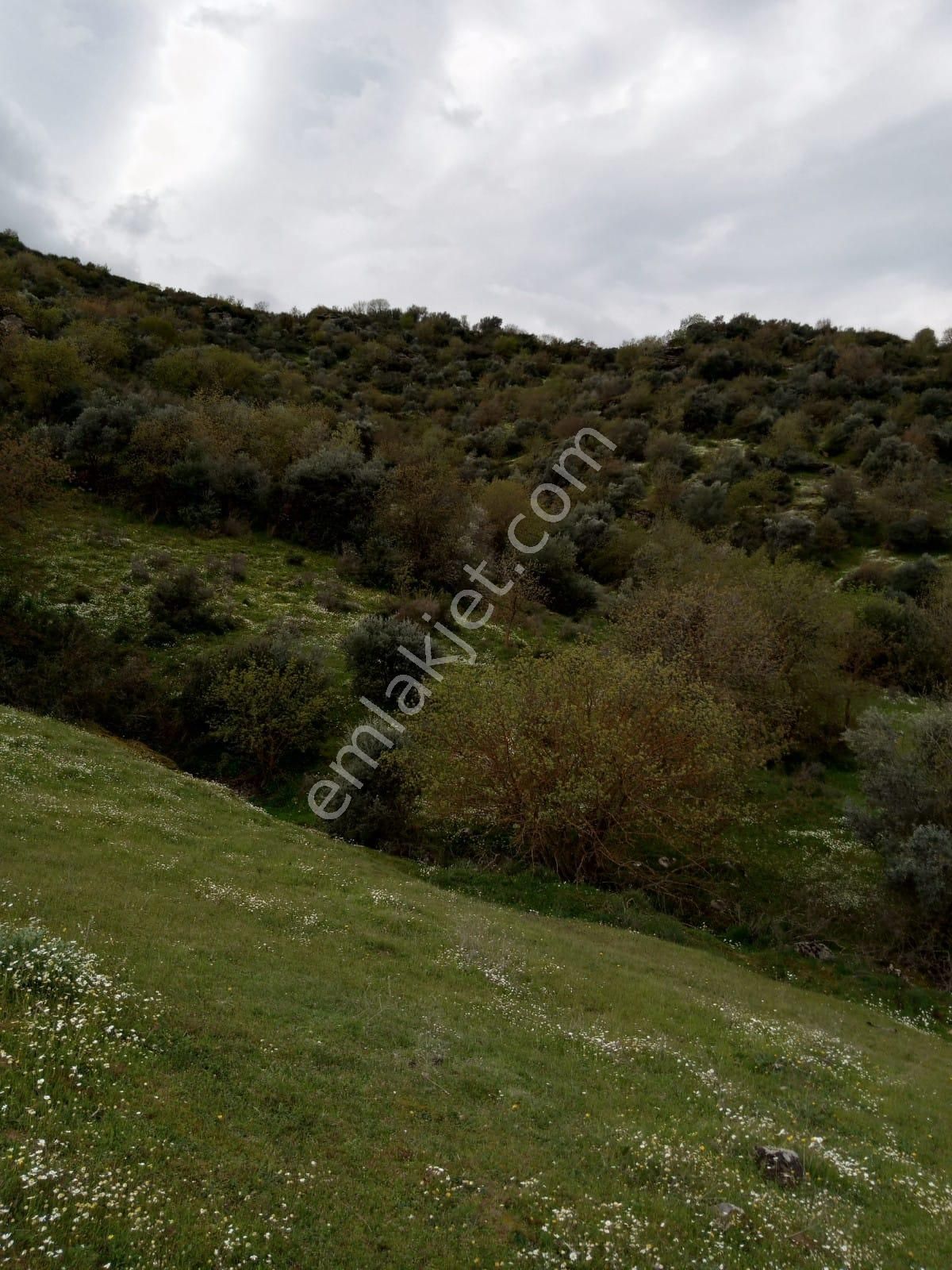 Aydın Yenipazar Donduranda Satılık Zeytinlik - Görsel 5
