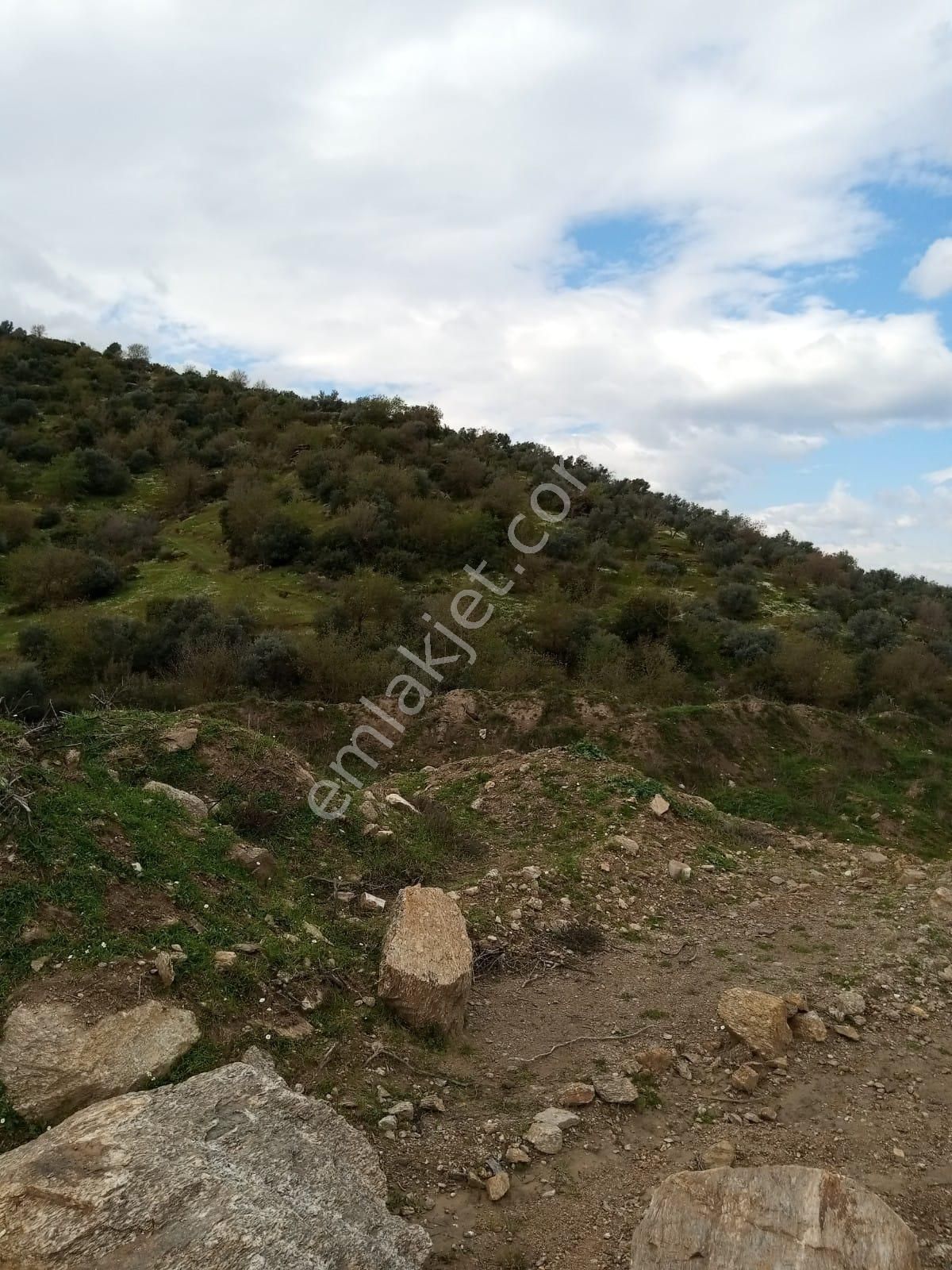 Aydın Yenipazar Donduranda Satılık Zeytinlik - Görsel 10
