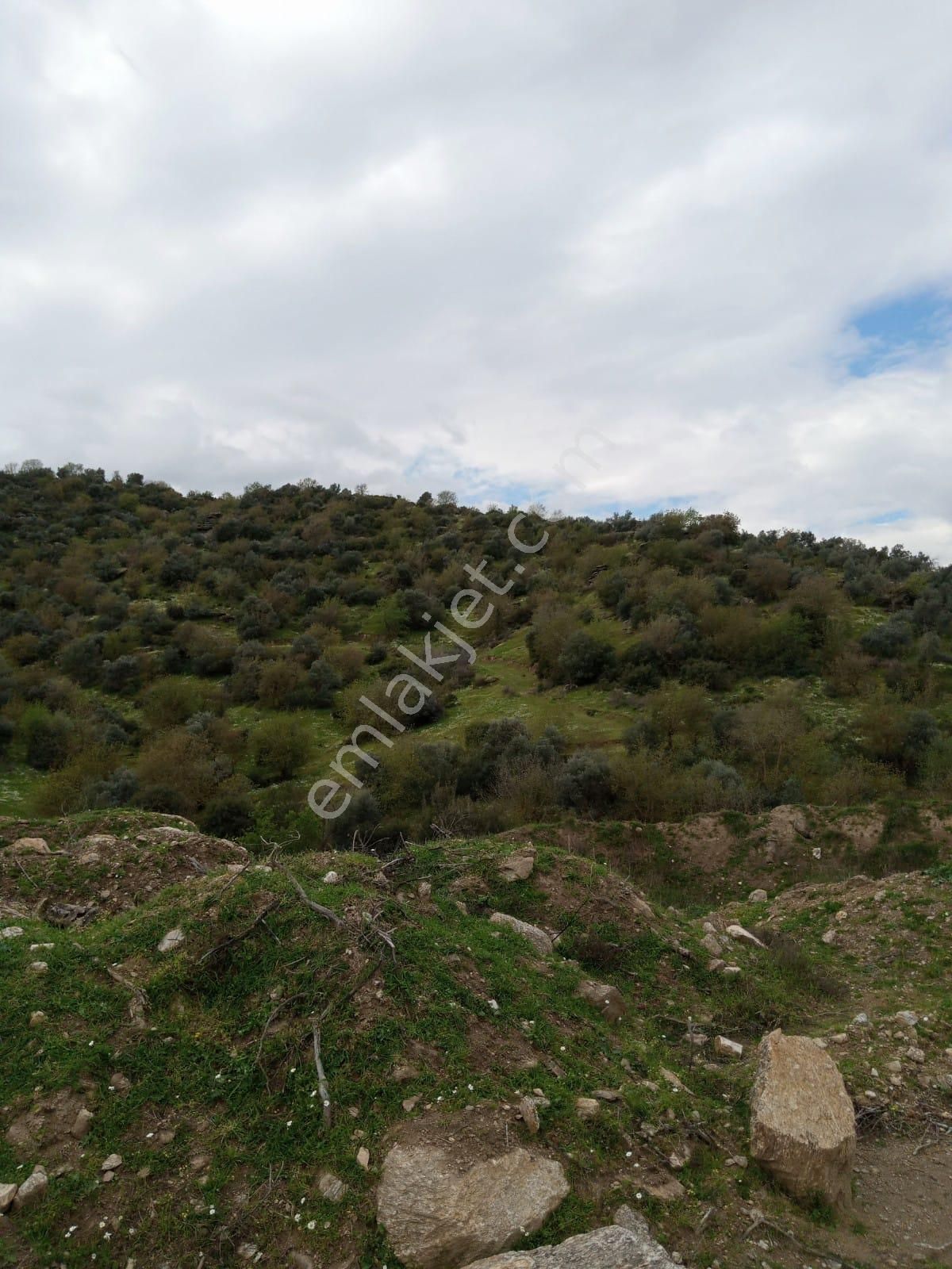 Aydın Yenipazar Donduranda Satılık Zeytinlik - Görsel 13