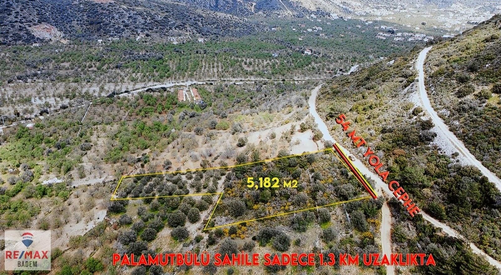 Datça Cumalı Satılık Zeytinlik Datça Palamutbükünde denize 1.km uzaklıkta satılık tarla