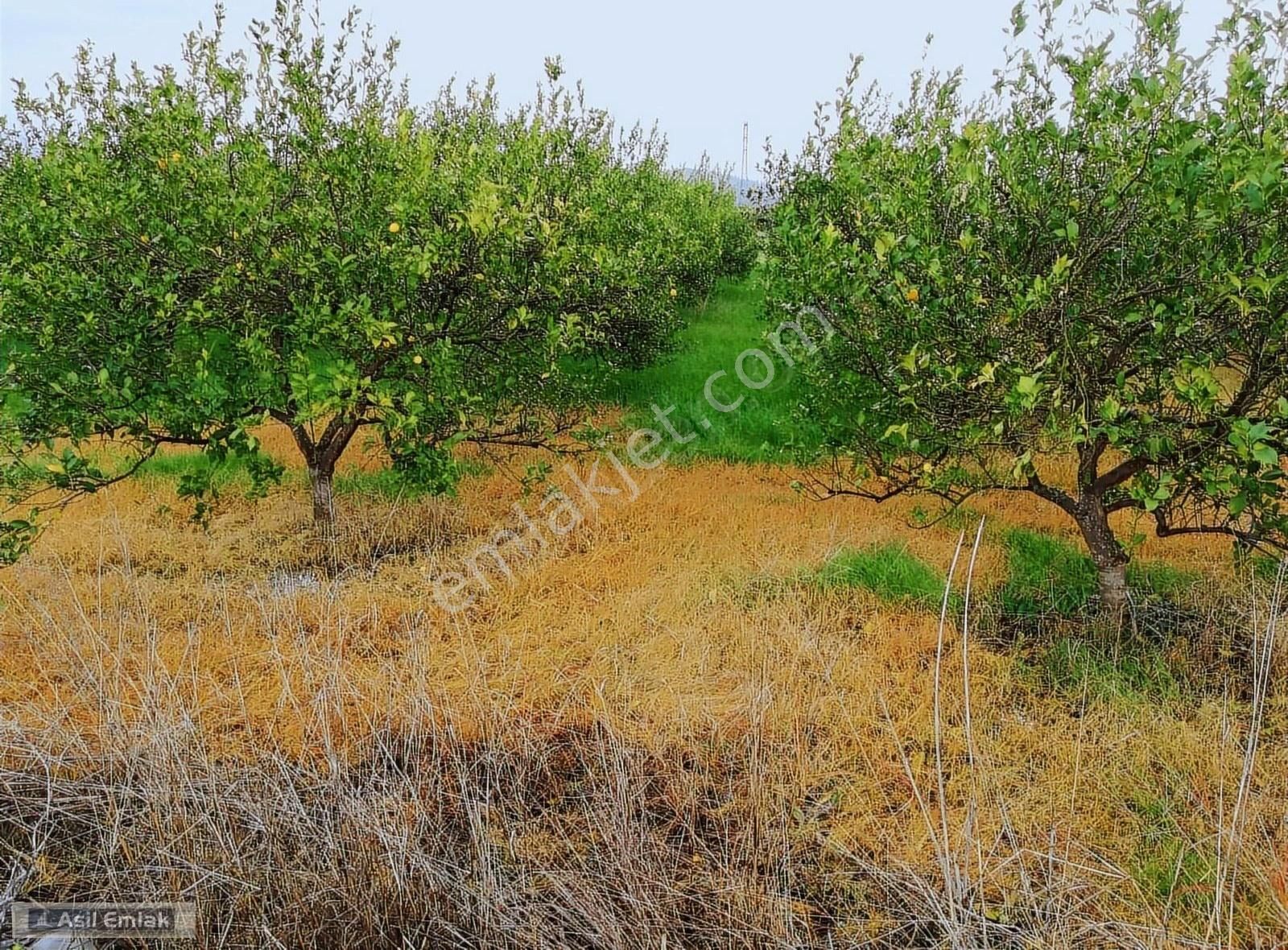 Asil Emlaktan Güzelyurtta Satılık 68.500m² Limon Bahçesi - Görsel 9