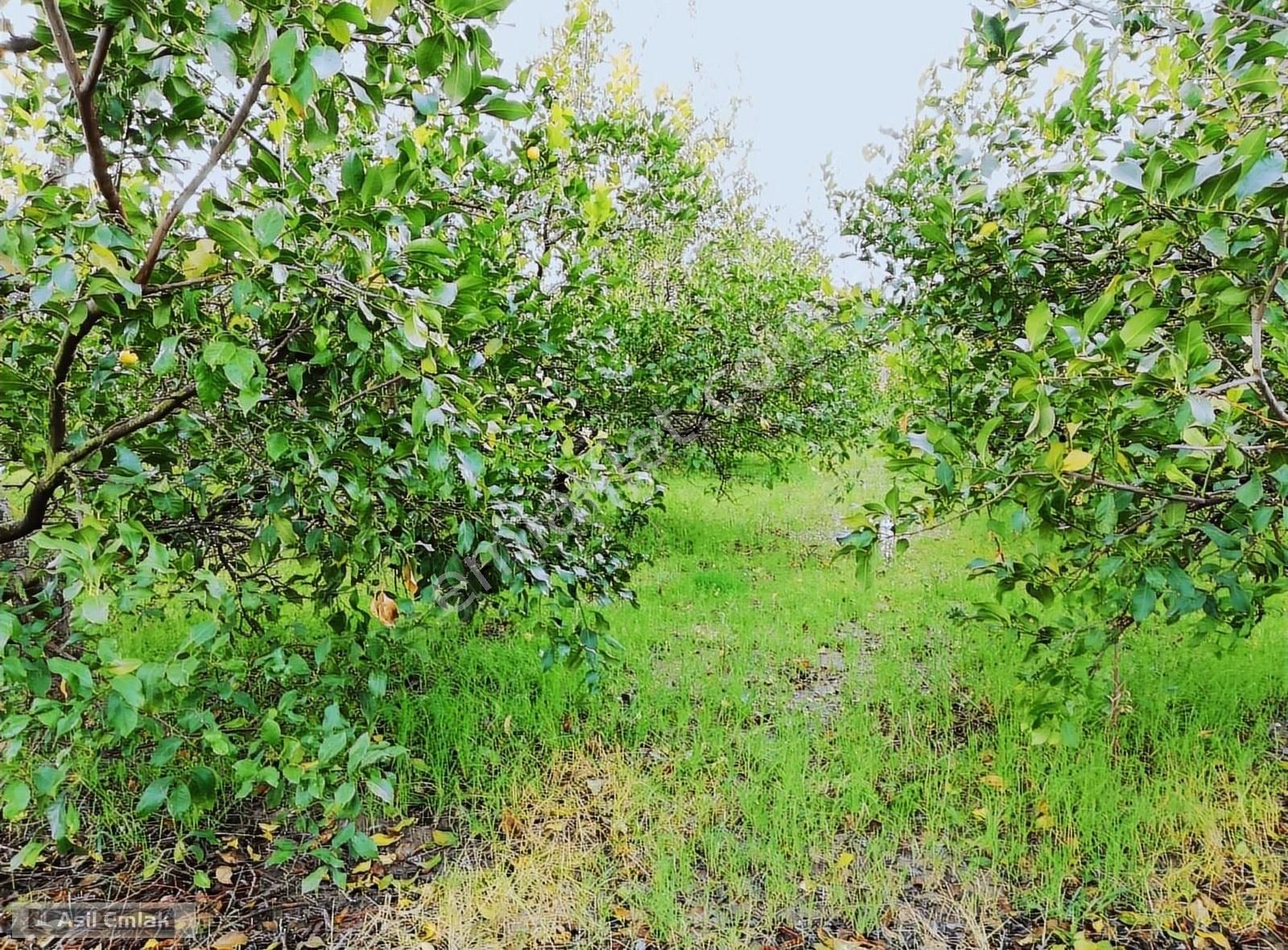 Asil Emlaktan Güzelyurtta Satılık 68.500m² Limon Bahçesi - Görsel 5