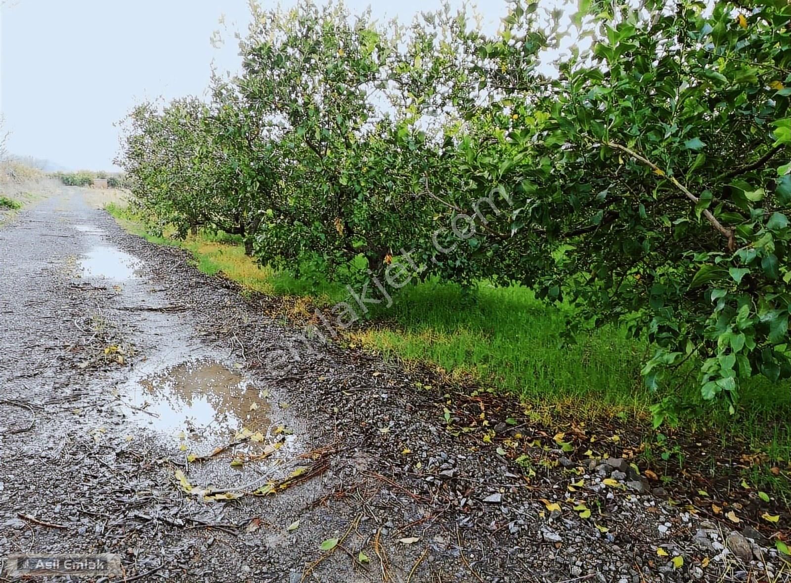 Asil Emlaktan Güzelyurtta Satılık 68.500m² Limon Bahçesi - Görsel 17