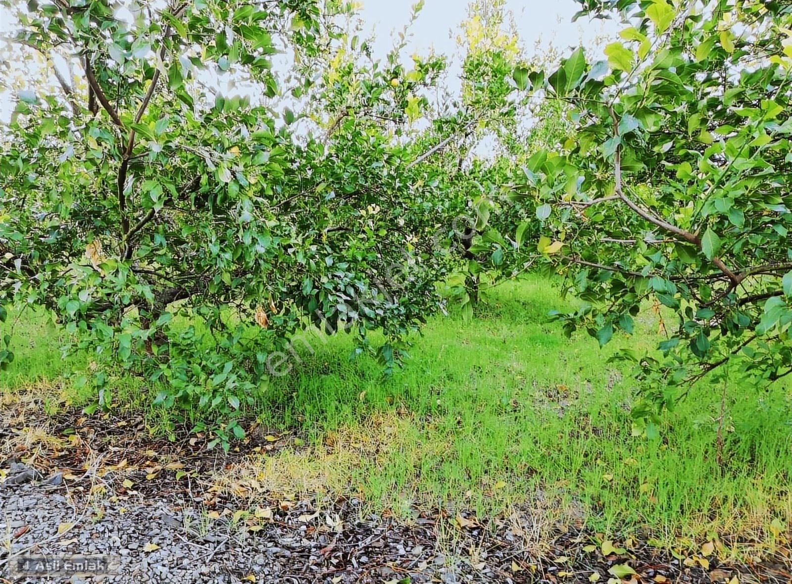 Asil Emlaktan Güzelyurtta Satılık 68.500m² Limon Bahçesi - Görsel 7