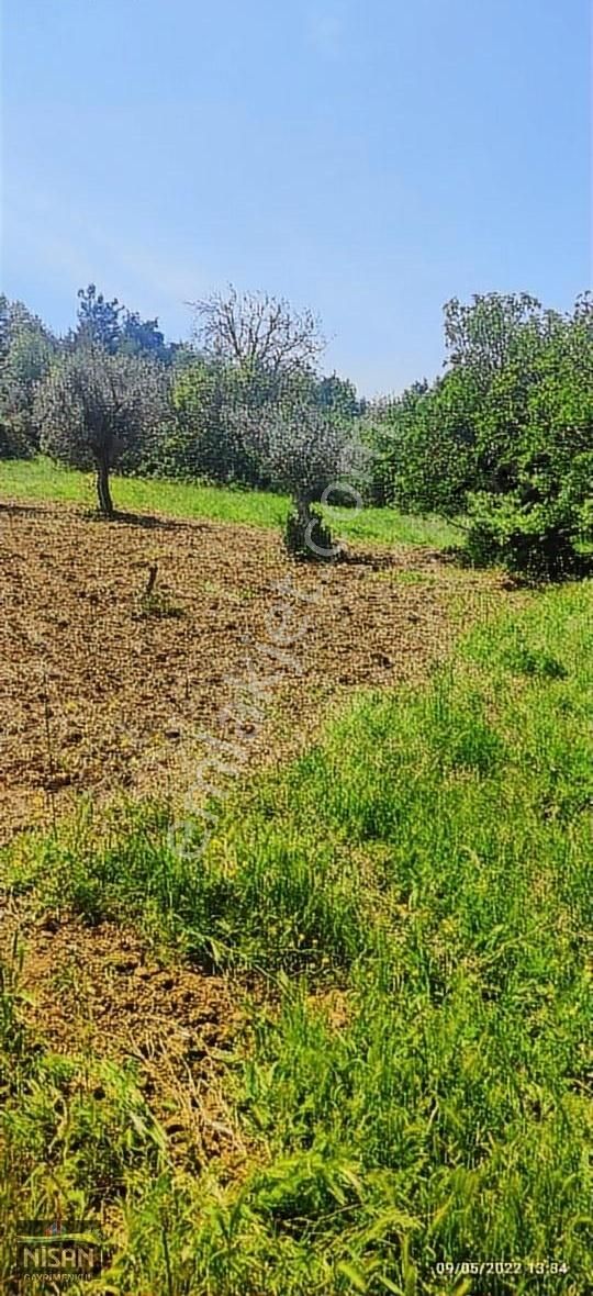 Bursa Nilüfer Tahtalı Satılık 1098 M2 Hisse Bağ Bahçe - Görsel 3