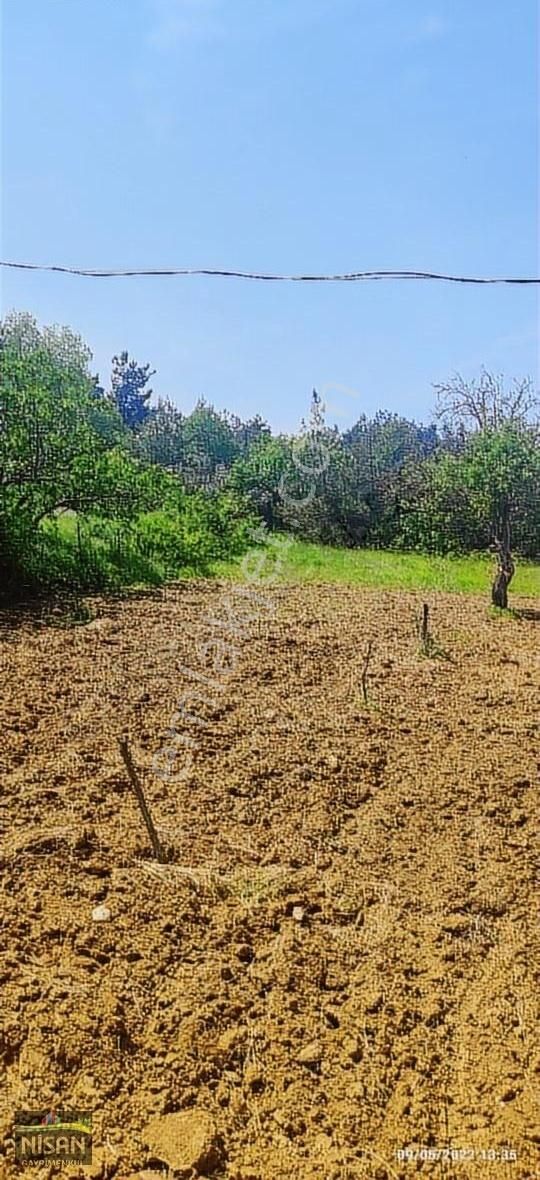Bursa Nilüfer Tahtalı Satılık 1098 M2 Hisse Bağ Bahçe - Görsel 9