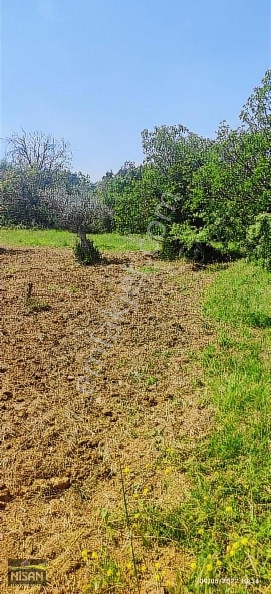 Bursa Nilüfer Tahtalı Satılık 1098 M2 Hisse Bağ Bahçe - Görsel 6