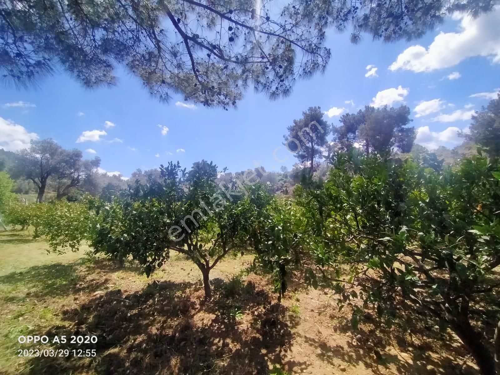 Menderes Orta Satılık Bağ & Bahçe İzmir Menderes Özdere De Deniz Manzaralı 350 Adet Mandalin Agaçlı