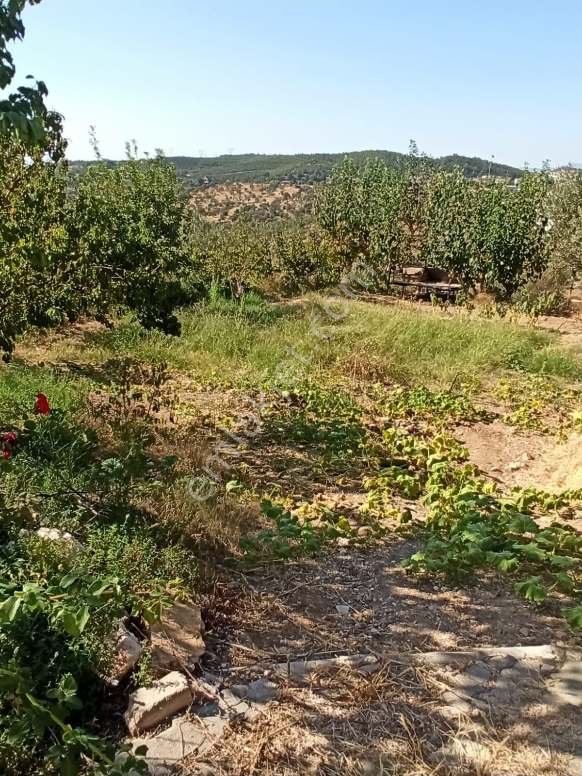 Menderes Çileme Satılık Tarla Koyuncu Group Tan Menderes Cileme De Satılık Cadde Uzerı Tarla