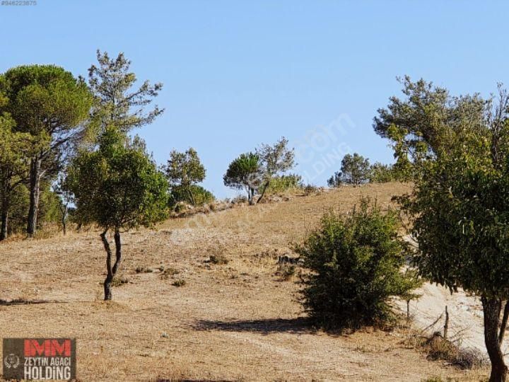11.118 M2 Kadostrol Yol, Su Ve Elektrik Var - Görsel 4