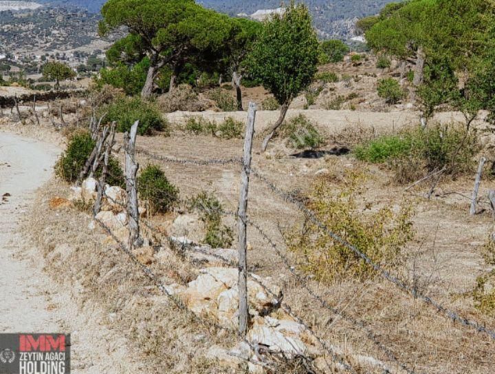 11.118 M2 Kadostrol Yol, Su Ve Elektrik Var - Görsel 2