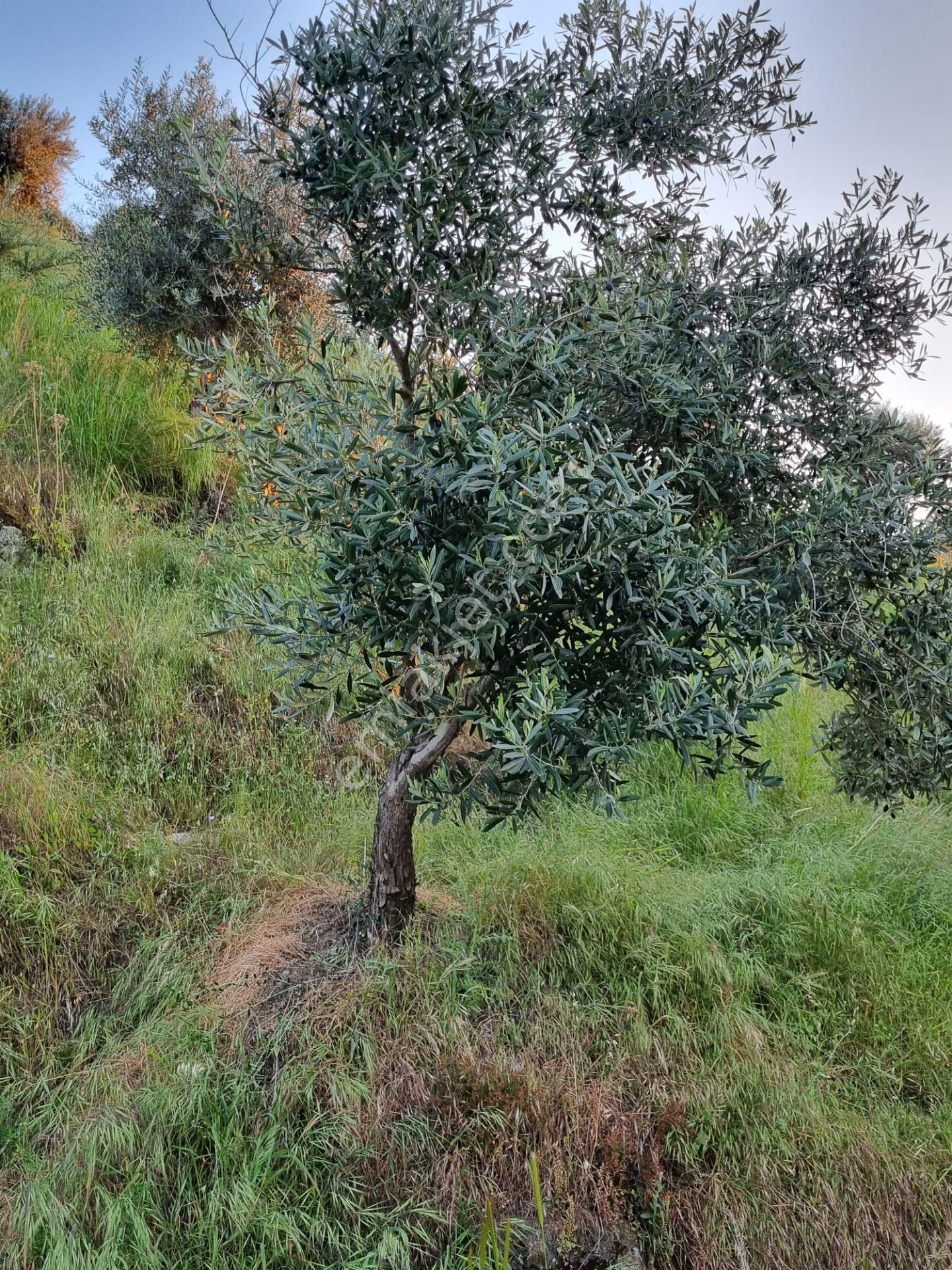 Aydın Nazilli Yöntem Emlaktan Yenipazar Doğu Mahallesinde Satılık Zeytinlik - Görsel 18