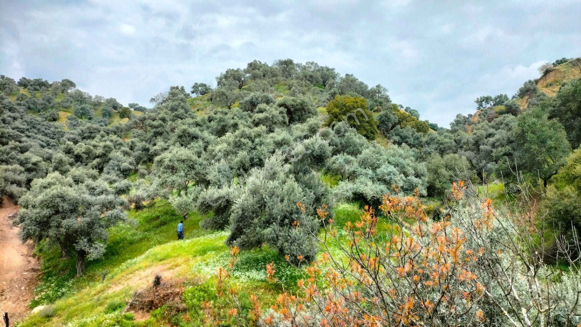 Nazilli Ocaklı Mahallesinde Satılık Zeytin Ve İncir Bahçesi 22.840 M2 - Görsel 3