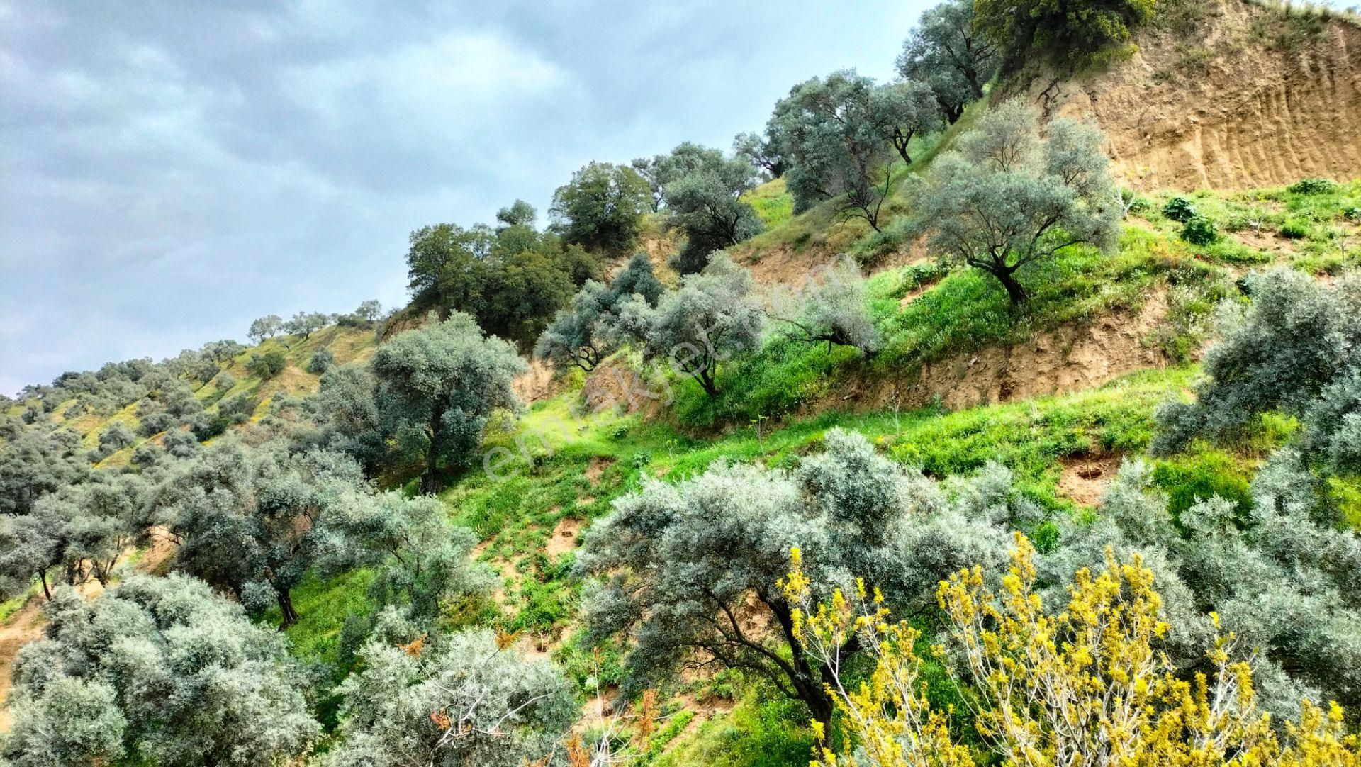 Nazilli Ocaklı Mahallesinde Satılık Zeytin Ve İncir Bahçesi 22.840 M2 - Görsel 6