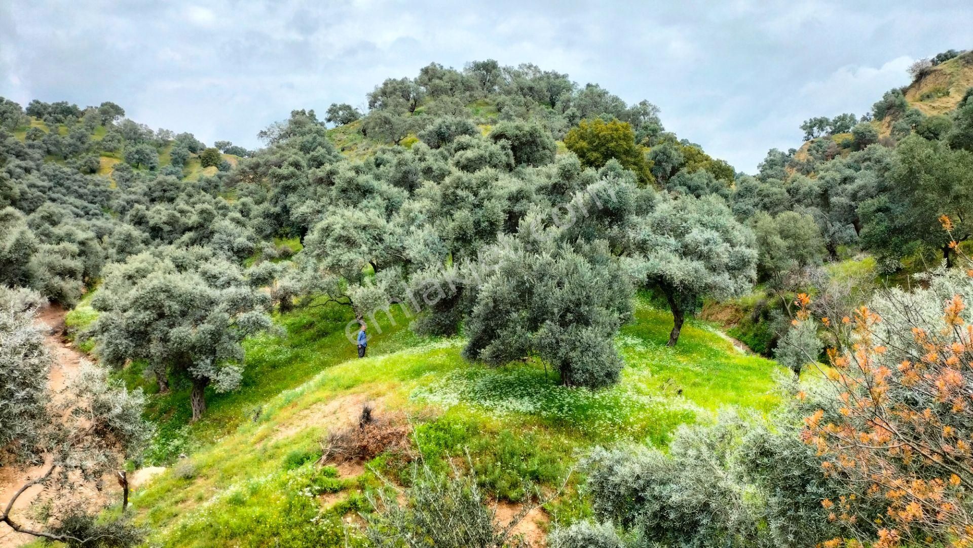 Nazilli Ocaklı Mahallesinde Satılık Zeytin Ve İncir Bahçesi 22.840 M2