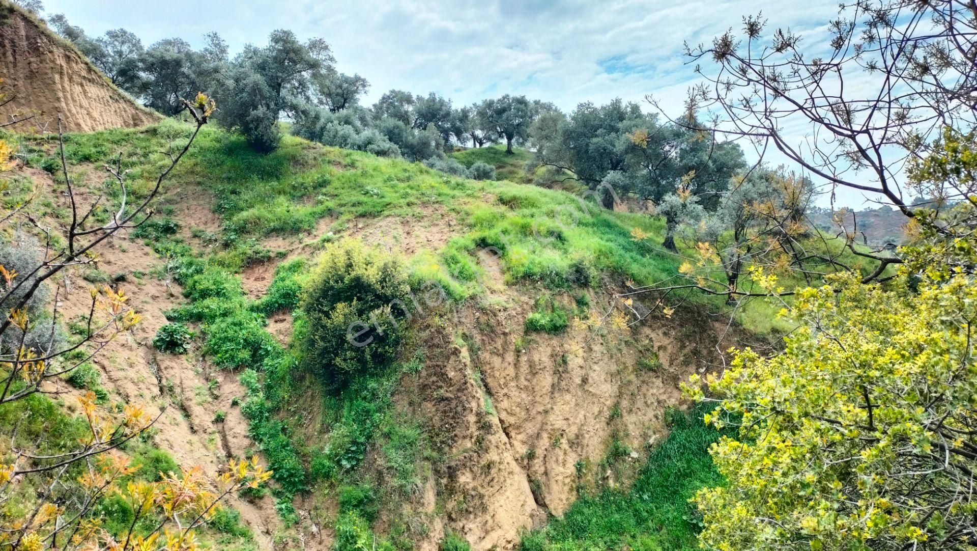 Nazilli Ocaklı Mahallesinde Satılık Zeytin Ve İncir Bahçesi 22.840 M2 - Görsel 5
