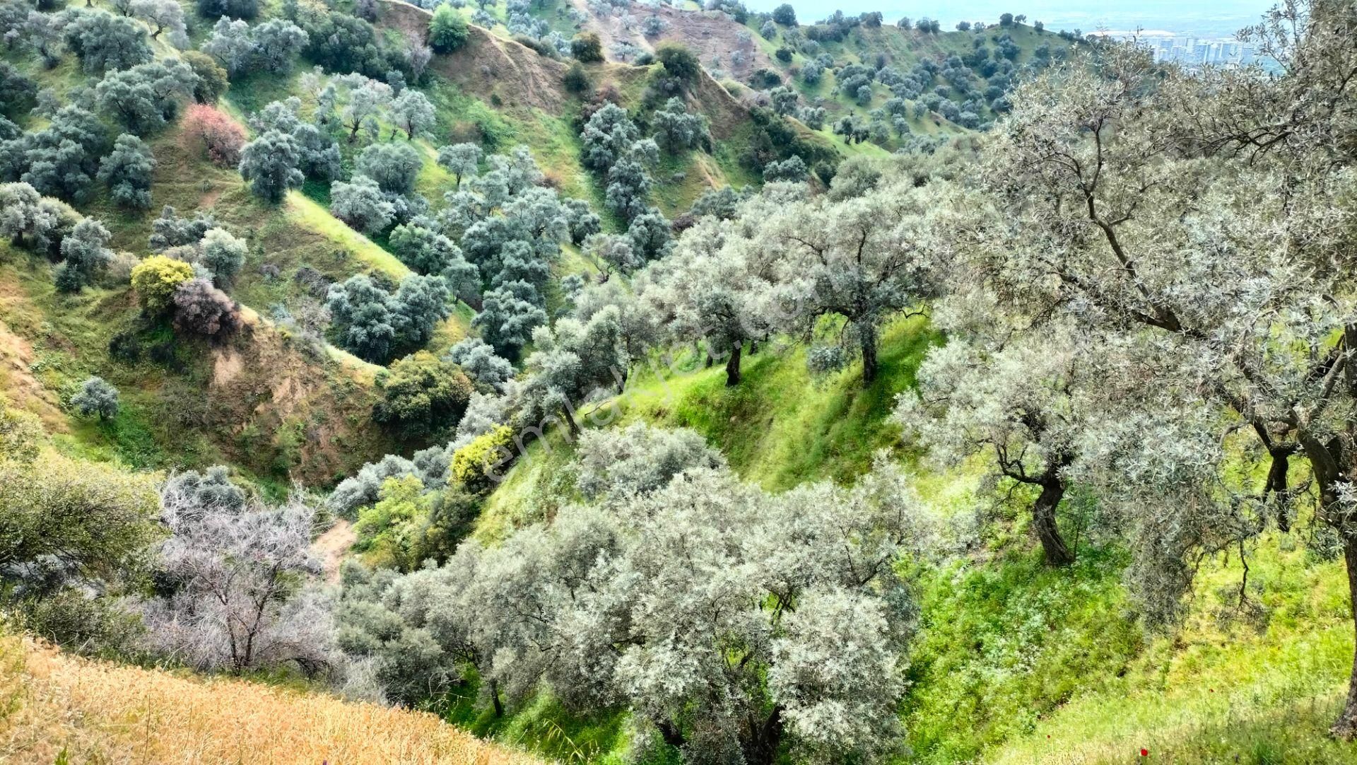 Nazilli Ocaklı Mahallesinde Satılık Zeytin Ve İncir Bahçesi 22.840 M2 - Görsel 9