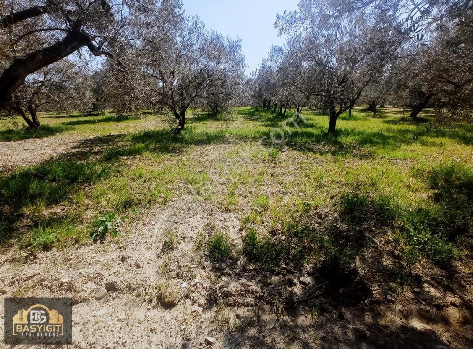 Başyigit 'ten B.osmaniye Mh. 1480 M2. Satılık Zeytinlik - Görsel 2