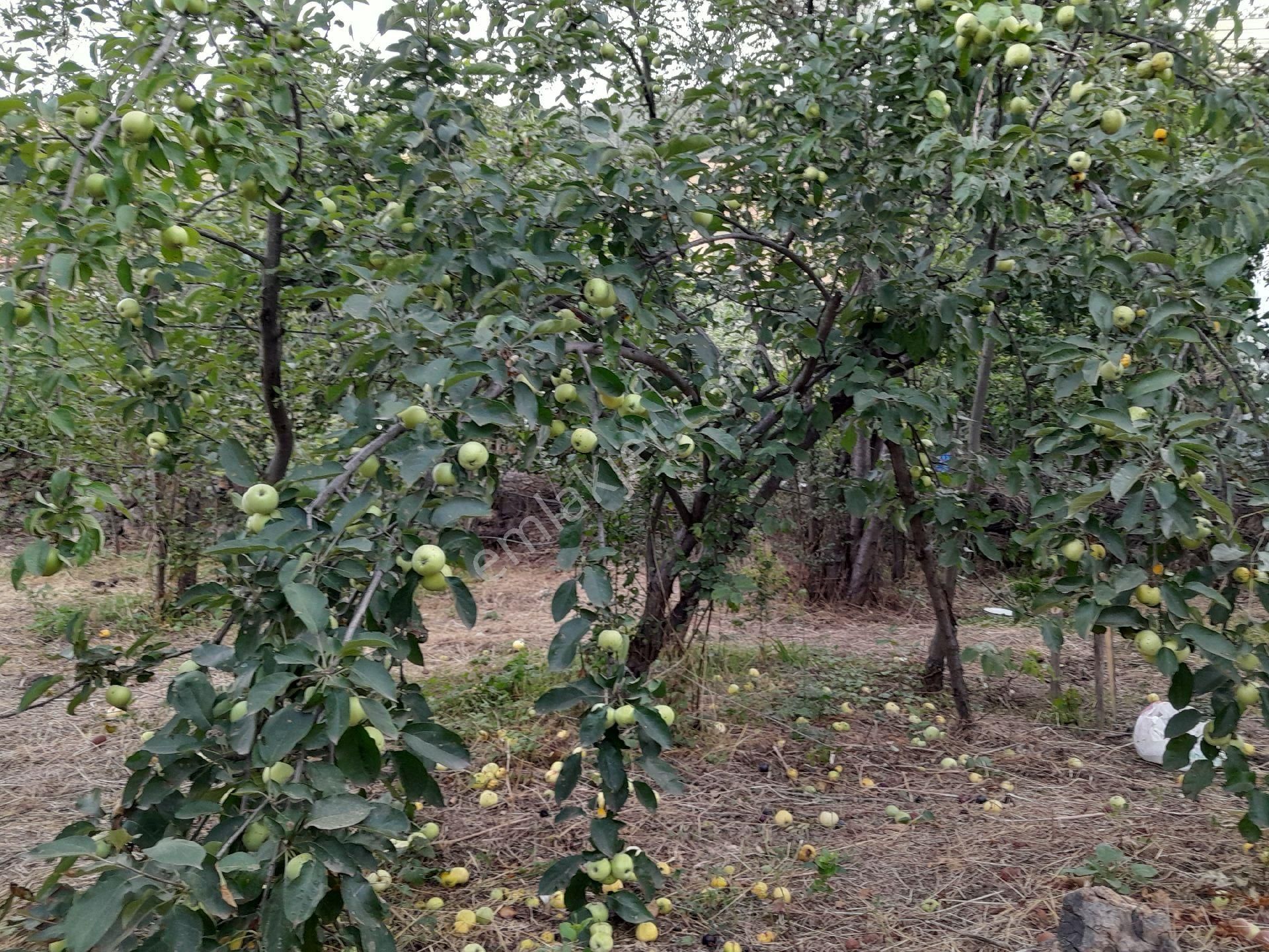 Sahibinden Büyük Bahçeli Müstakil Ev - Görsel 20