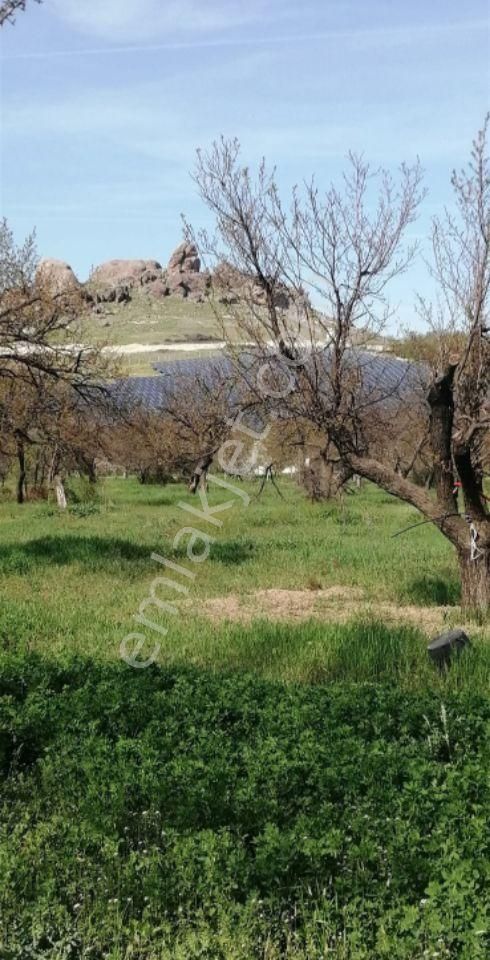 Battalgazi Orduzu Satılık Tarla Bulut Emlaktan Satilik 10 Dönüm Bahçe