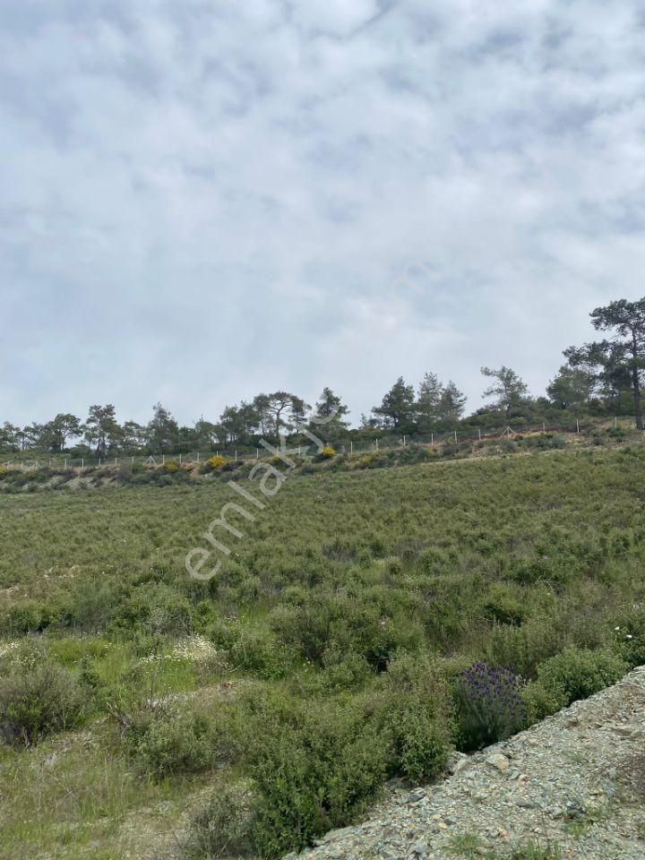 İzmir Selçuk Şirincede İster Çiflik İster Otel Yapın İmarlı Arazi - Görsel 7