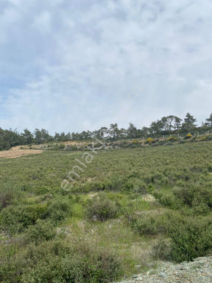 İzmir Selçuk Şirincede İster Çiflik İster Otel Yapın İmarlı Arazi - Görsel 9