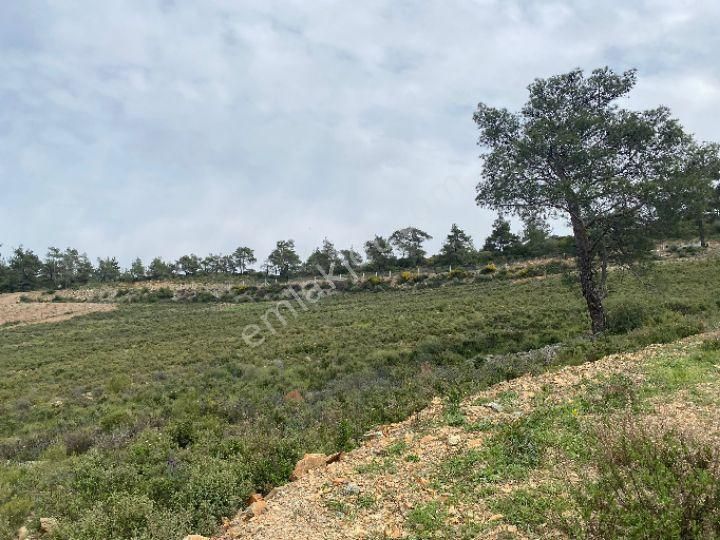 İzmir Selçuk Şirincede İster Çiflik İster Otel Yapın İmarlı Arazi - Görsel 10