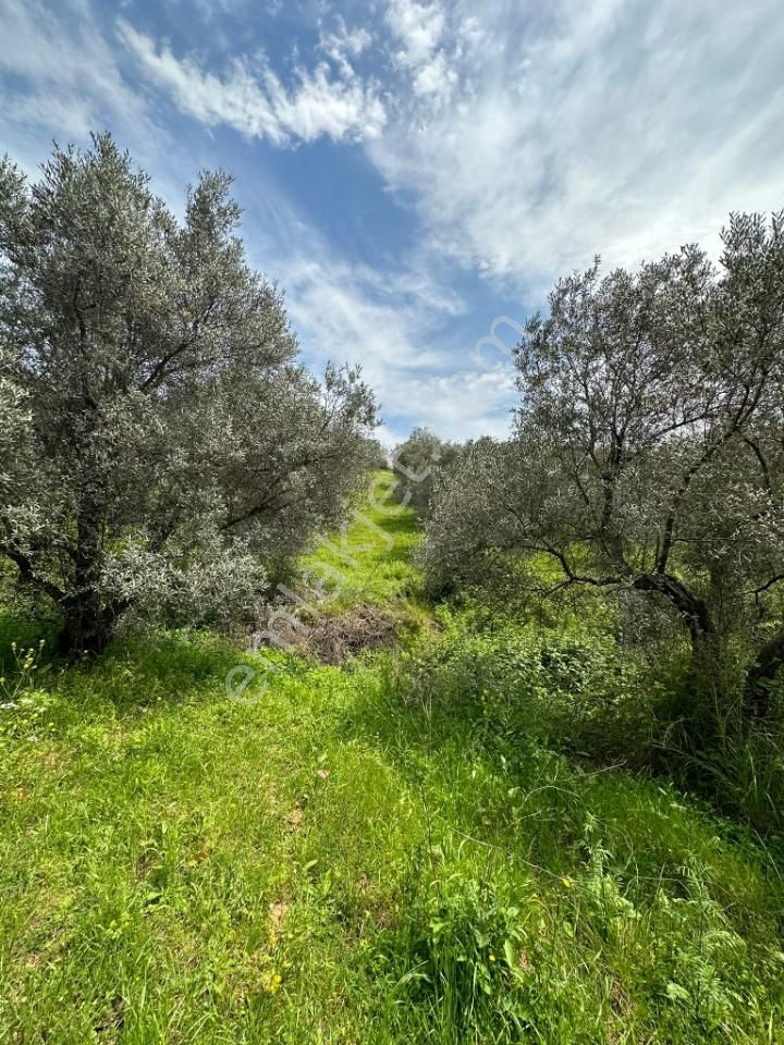 Karacabey Karasu Satılık Tarla Bursa Karacabey Karasu Mahallesi Hobı Bahçesi 1400 M2 Satılık Tarla