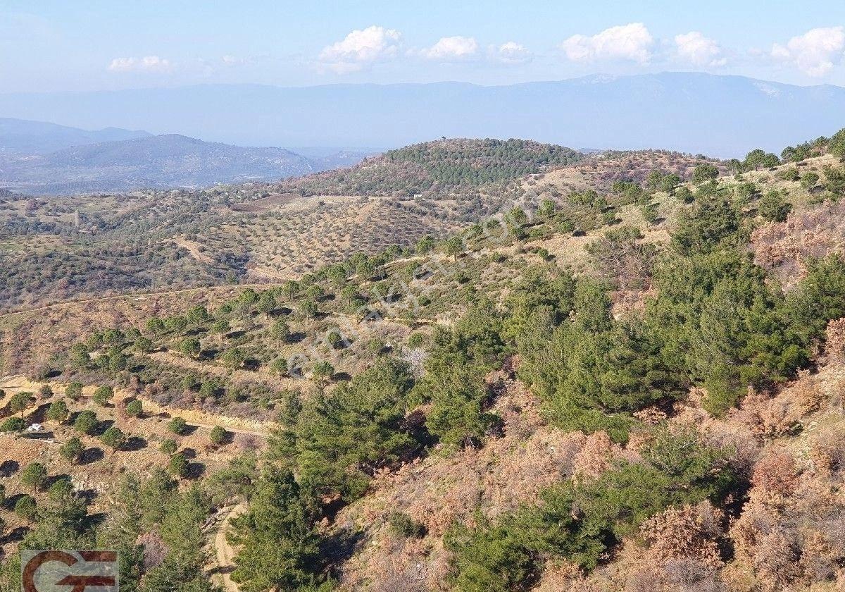 Kelepir Fiyata Kaçırılmayacak Kırtık Da Zeytinlik - Görsel 7