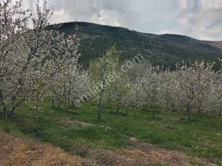 Dağlı Emlaktan Ilıcak Eski Adıyla Elevres Mshalesinde - Görsel 5