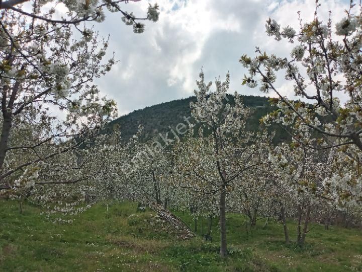 Dağlı Emlaktan Ilıcak Eski Adıyla Elevres Mshalesinde - Görsel 19