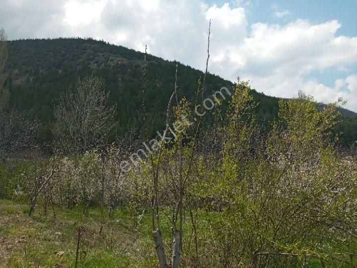 Dağlı Emlaktan Ilıcak Eski Adıyla Elevres Mshalesinde - Görsel 25