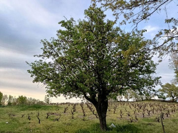 Bayramiç Alakeçi Köyü (Dombaylar) Satılık Tarla ÇANAKKALE BAYRAMİÇ ALAKEÇİ KÖYÜ İMARLI BAG