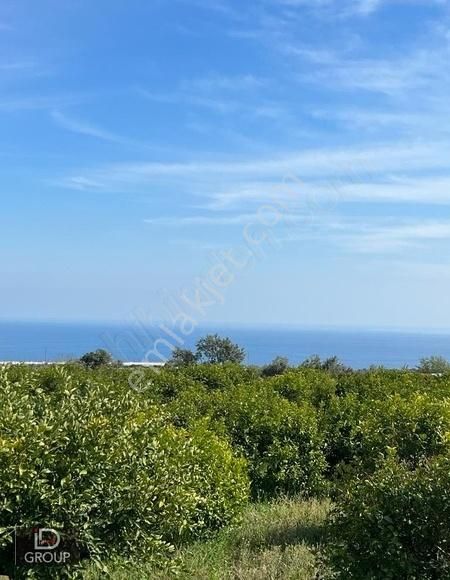 Id Grroup Emlak Tırtarda Deniz Manzaralı Satılık Limon Bahçesi - Görsel 3