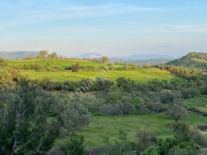 Bergama Katrancı Satılık Bağ & Bahçe zirve emlaktan satılık zeytinlik