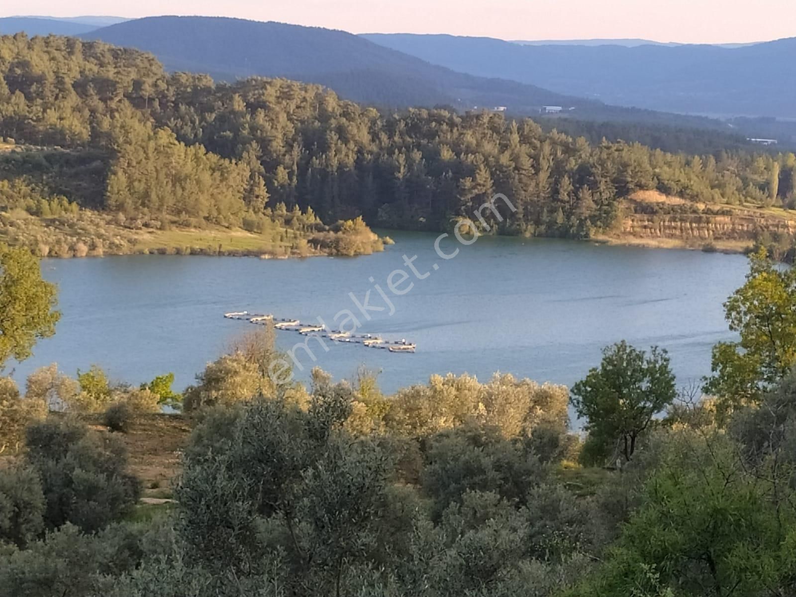 Menteşe Bayır Satılık Zeytinlik  Bayır Mahallesinde Gölet Manzaralı İçerisinde Ev Olan Zeytinlik