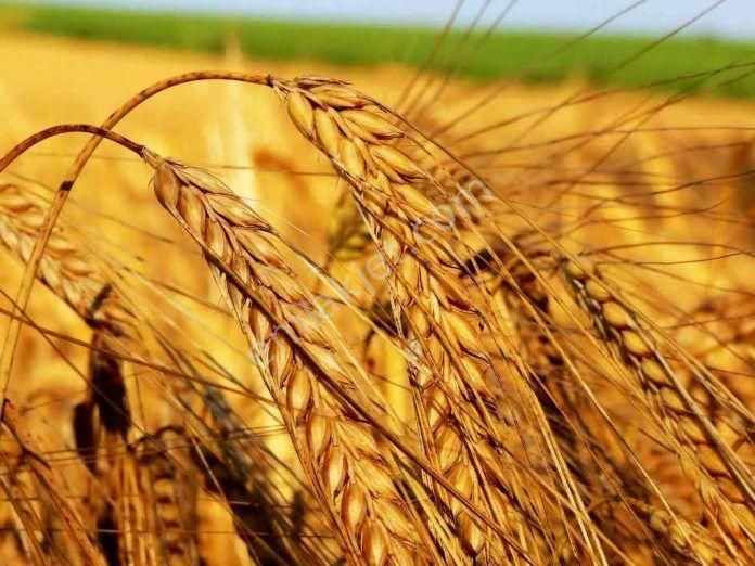 Telefon Parasına Arazı Burdur Karamanlı Mursellerde - Görsel 7