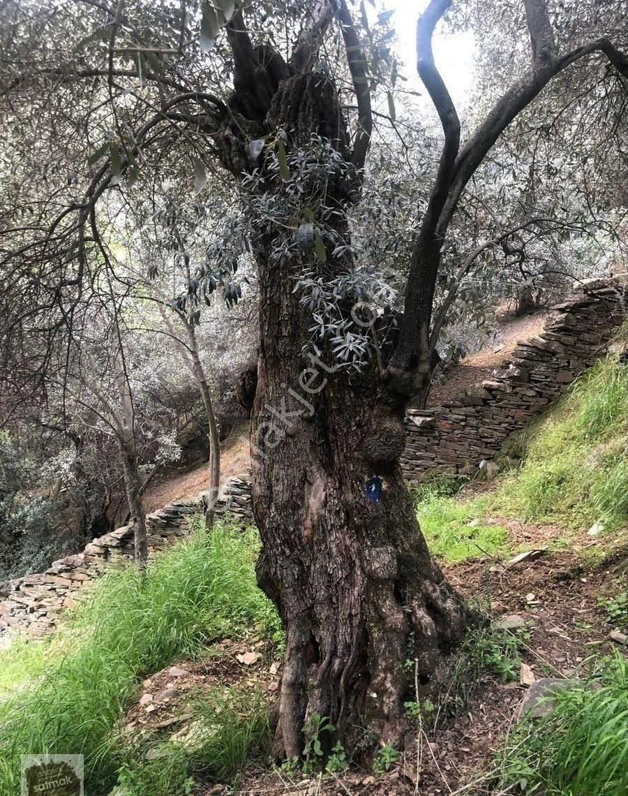 İzmir Bayındır Satılık Zeytinlik - Görsel 3