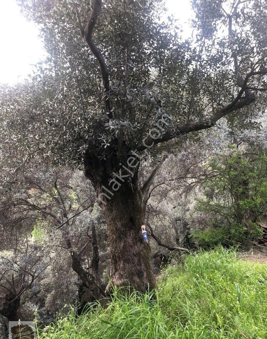 İzmir Bayındır Satılık Zeytinlik - Görsel 7