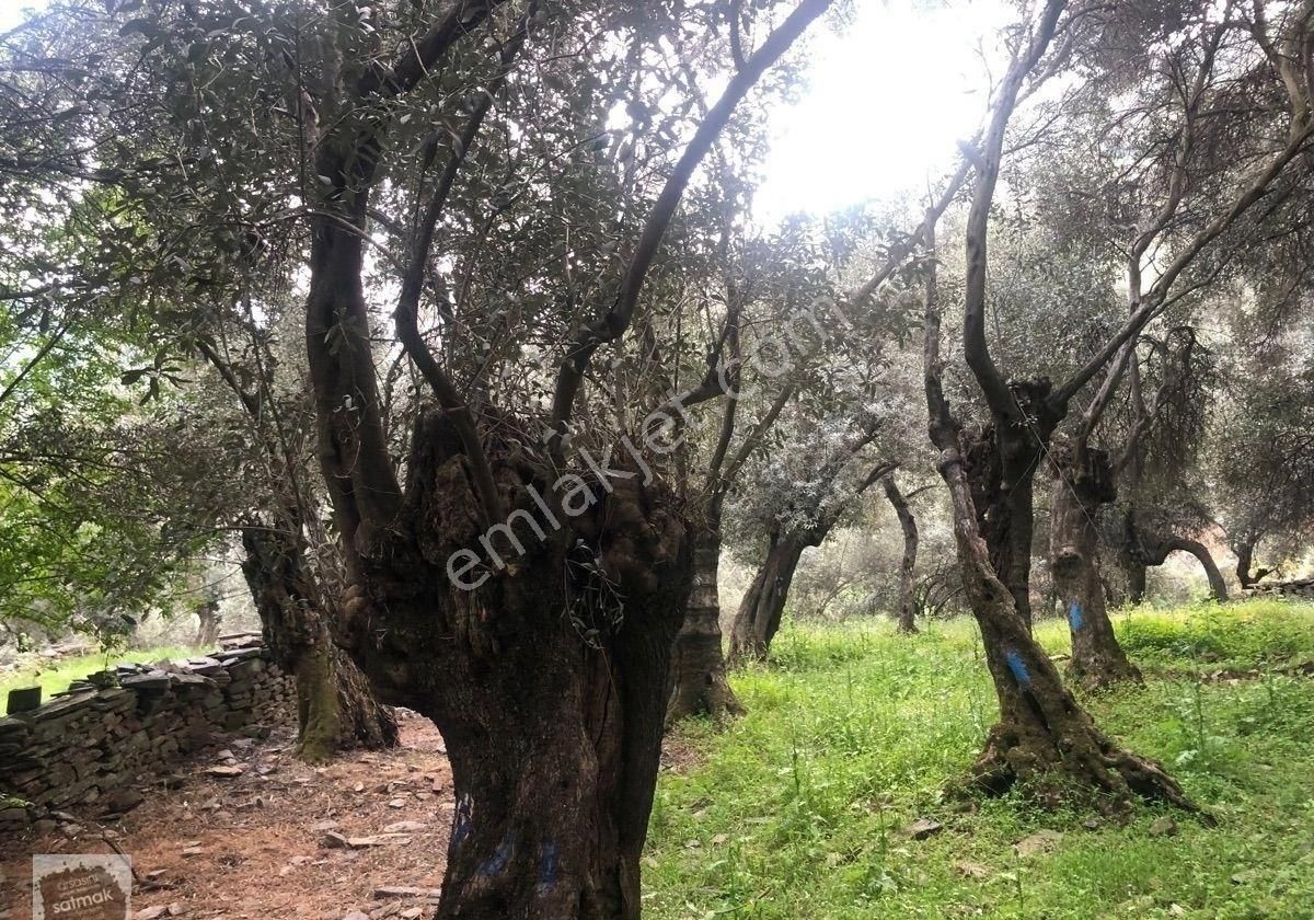 İzmir Bayındır Satılık Zeytinlik - Görsel 11