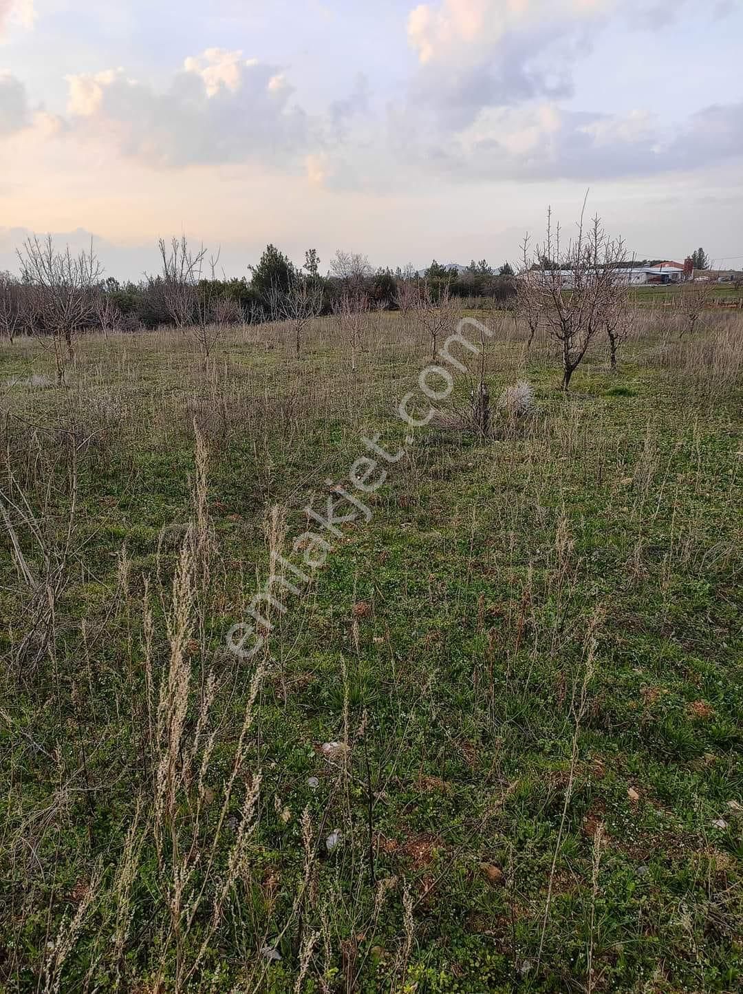 Turgutlu Ayvacık Satılık Bağ & Bahçe Manisa Turgutlu Ayvacık Köyünde Satılık Kirazlık