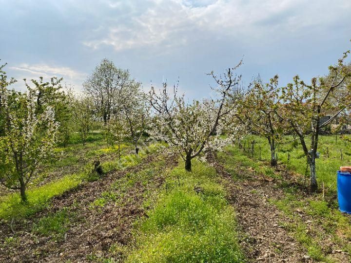 Kemalpaşa Sinancılar Satılık Bağ & Bahçe 710 M2 Sinancılar Köyünde Bahçe